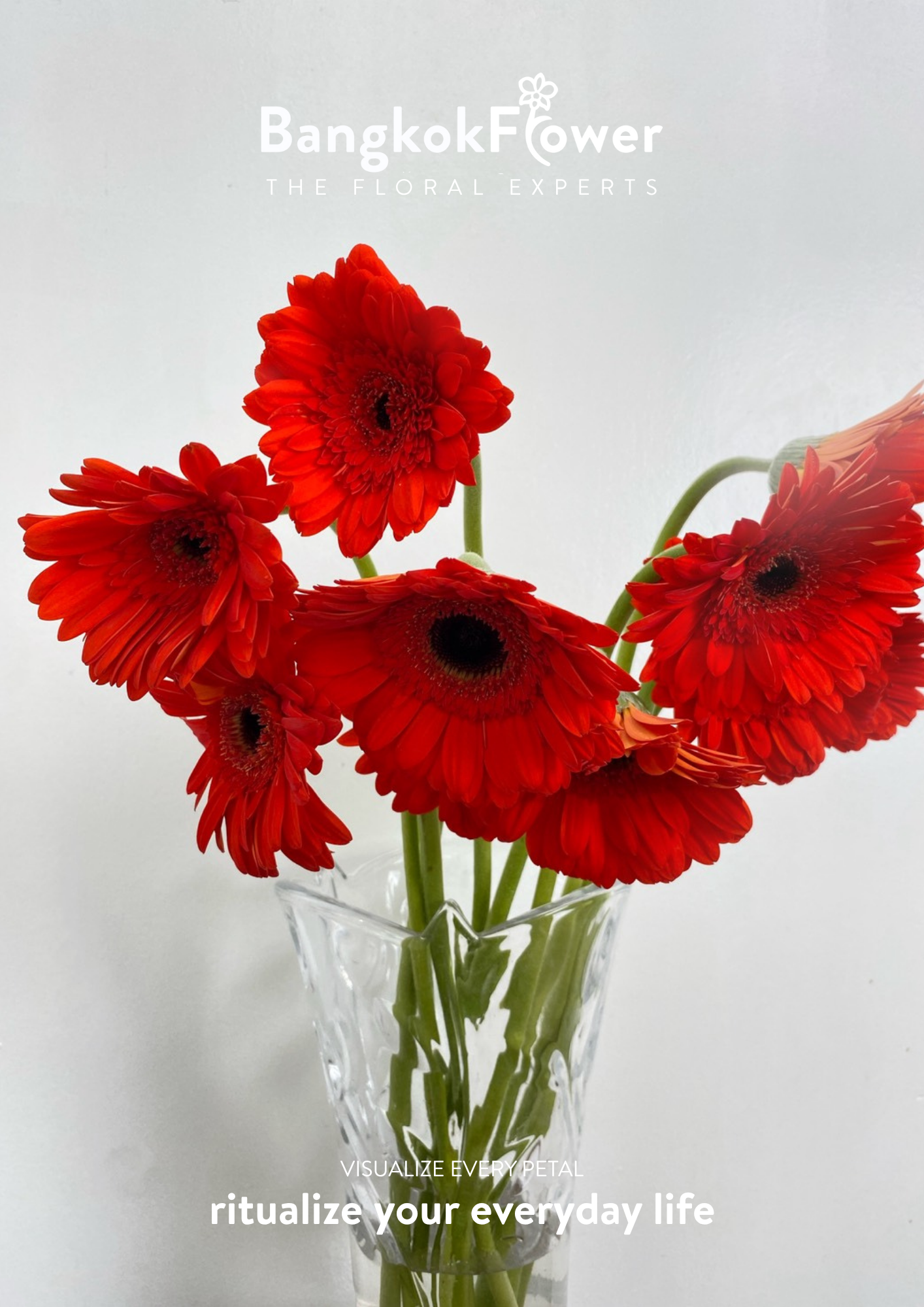 Scarlet Red Gerbera