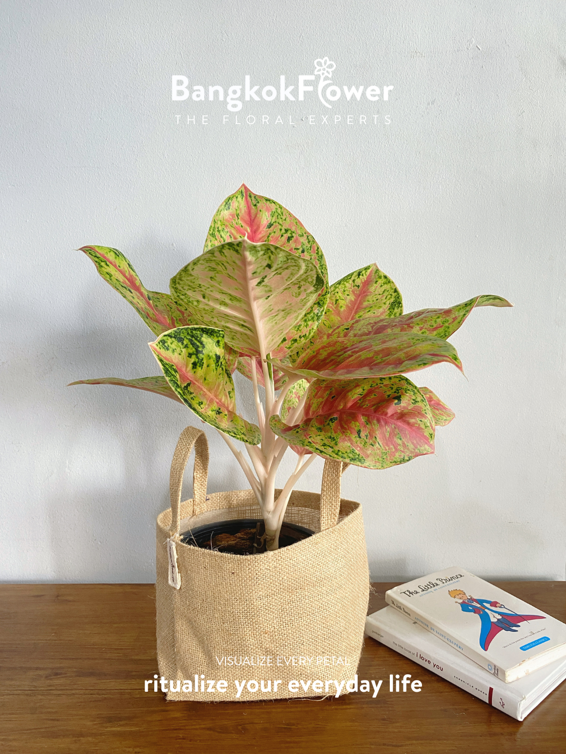 สิบกะรัต Aglaonema “Sip Karat” (10 Carat)