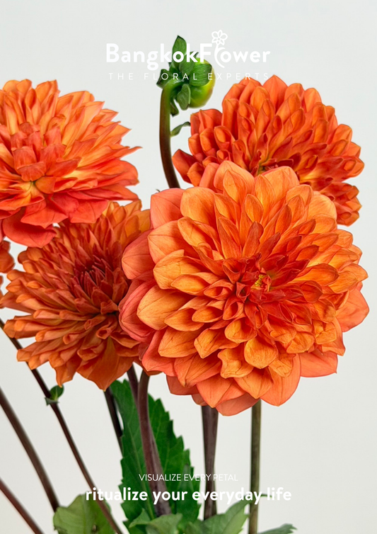 Dahlia Hybrida Orange