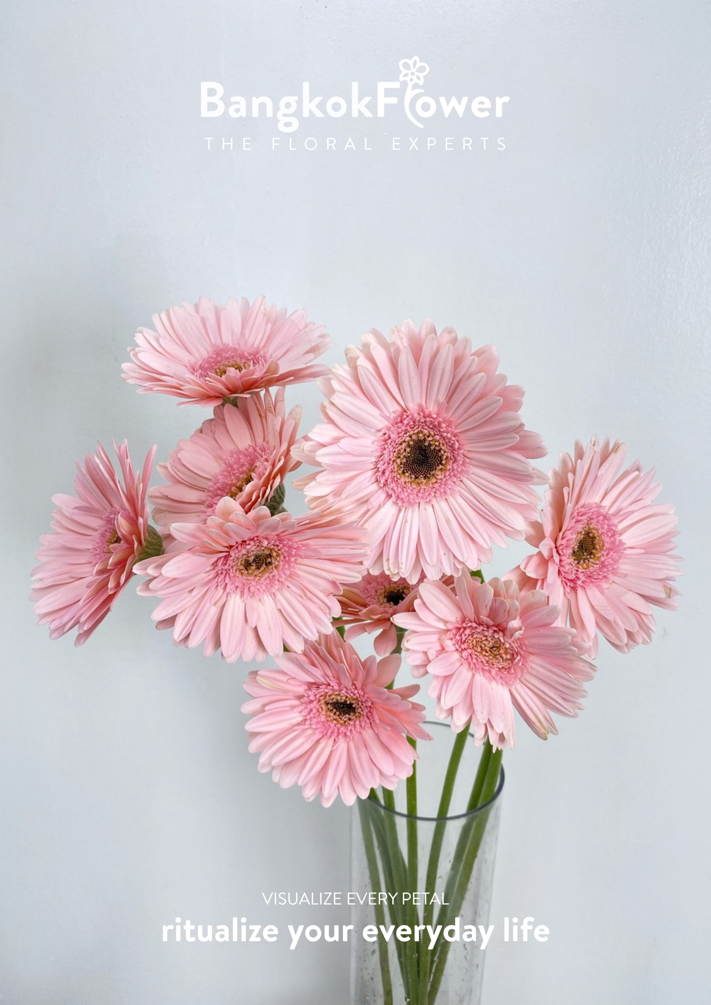 Pink Gerbera
