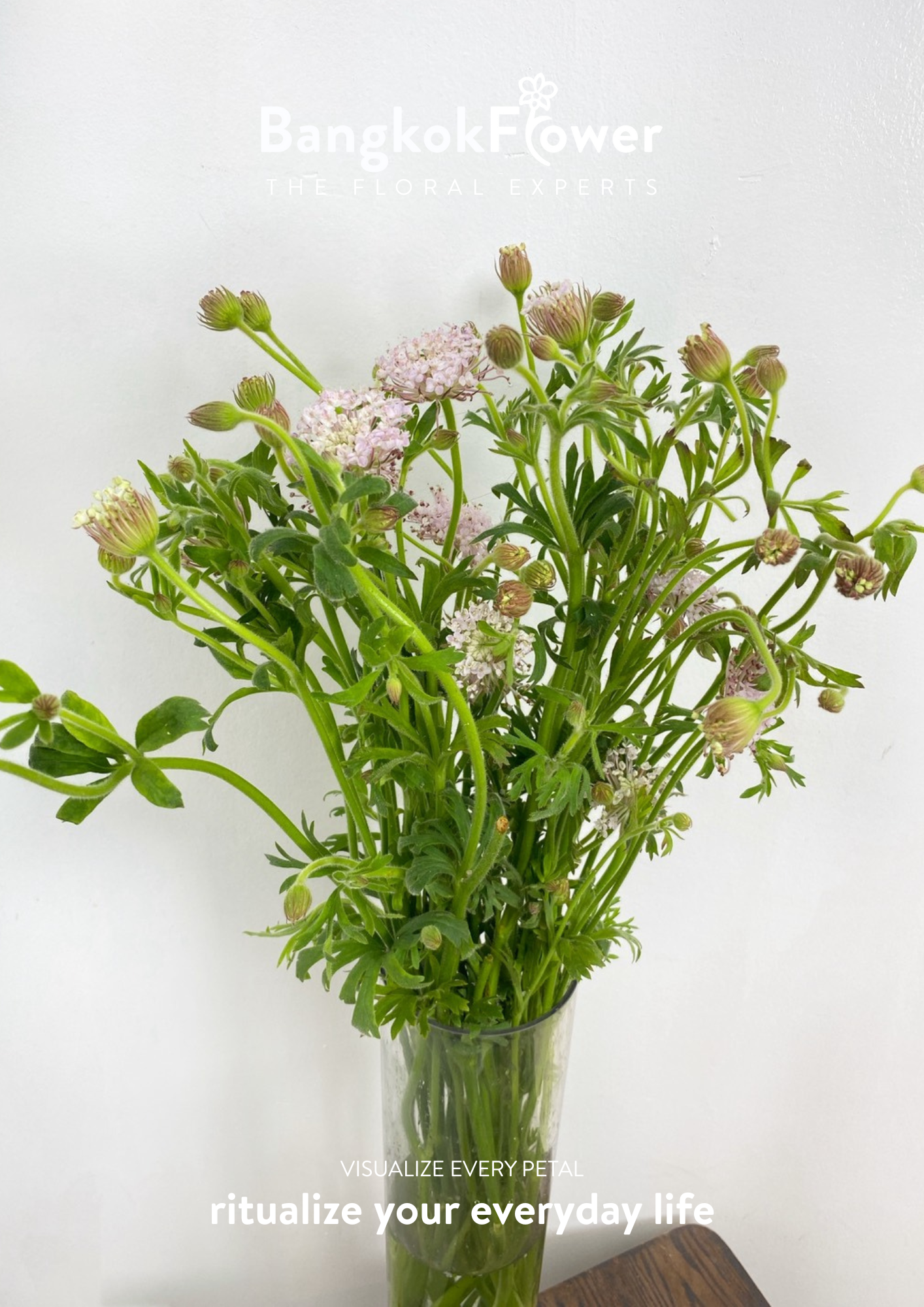 Trachyrnene coerulea LV สีชมพู