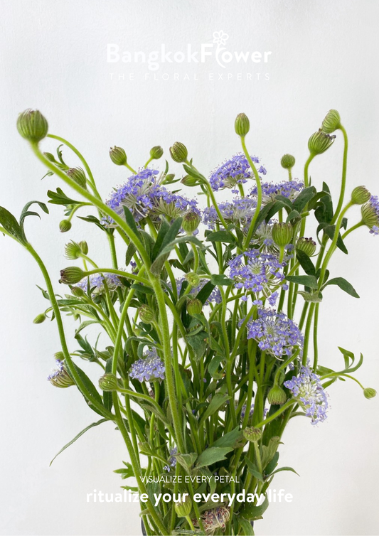 Trachyrnene coerulea LV สีม่วง