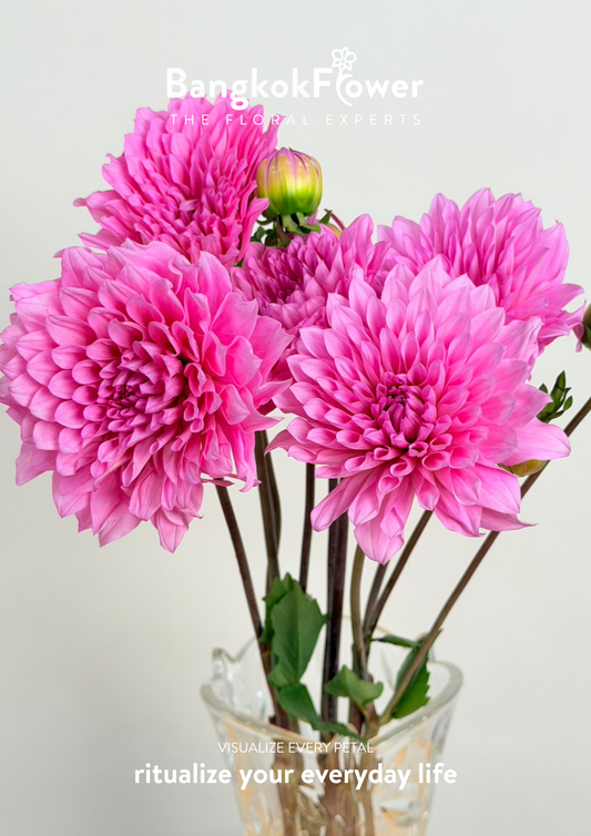 Dahlia Hybrida pink