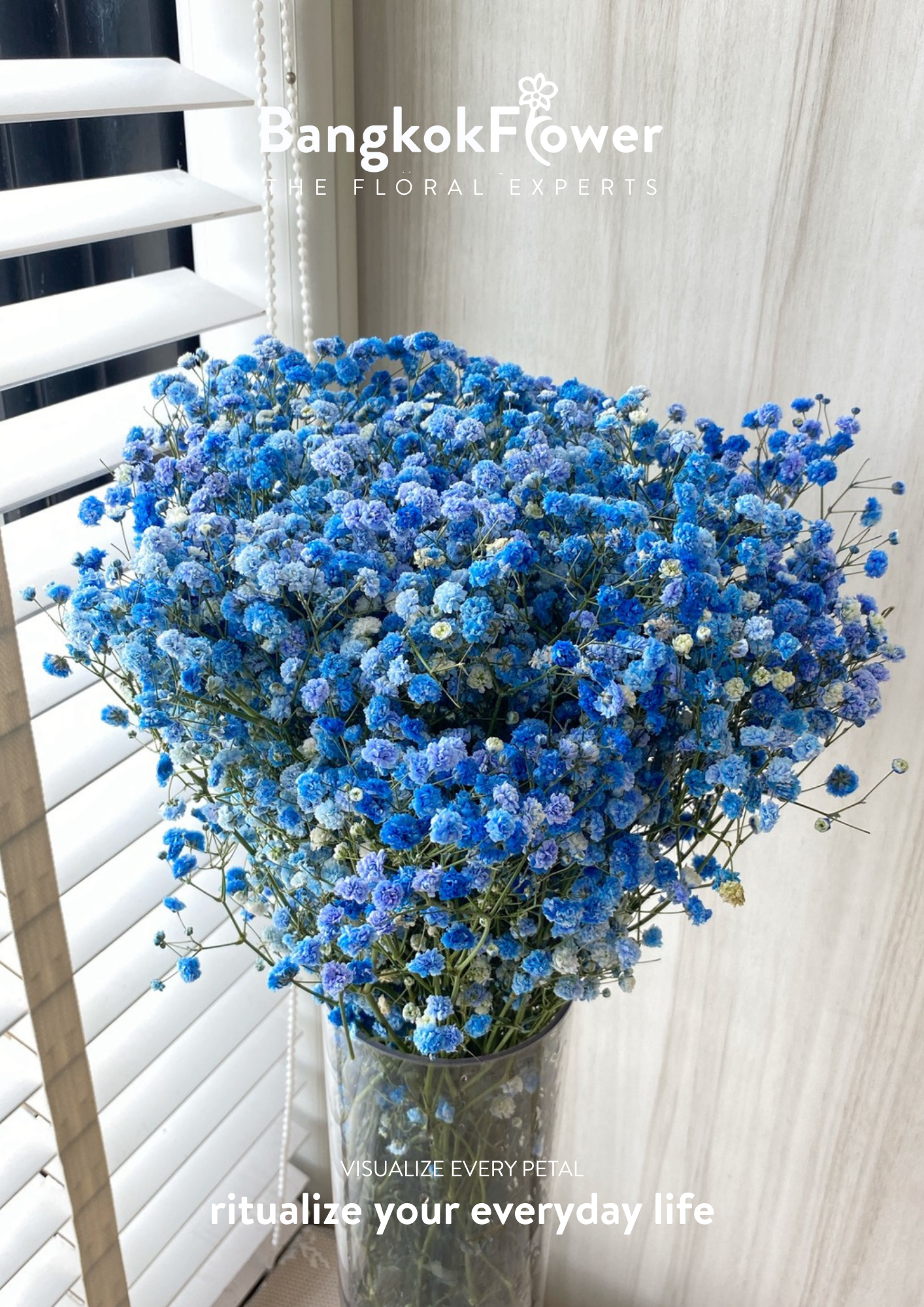 Gypsophila Blue