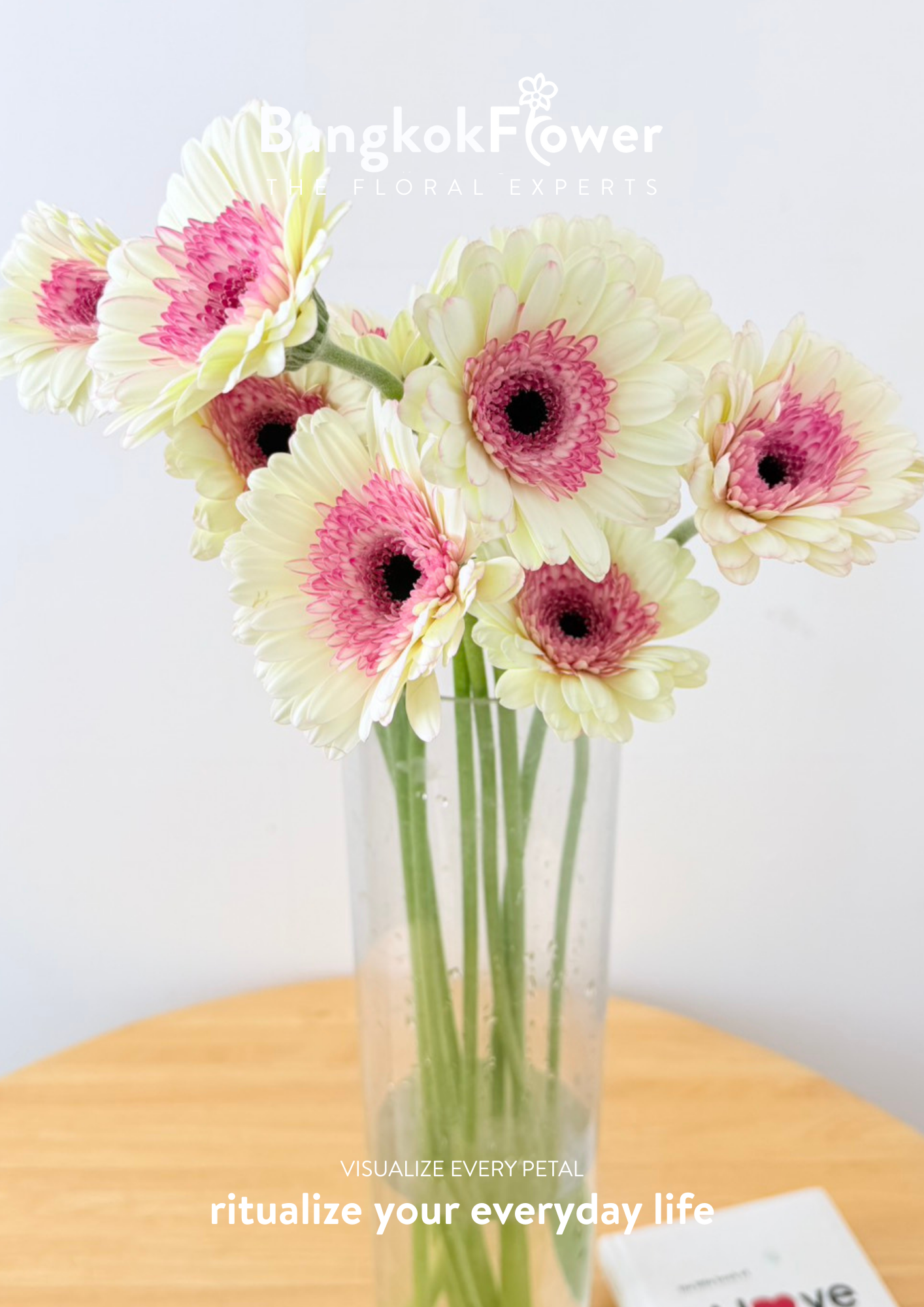 Gerbera Bieber