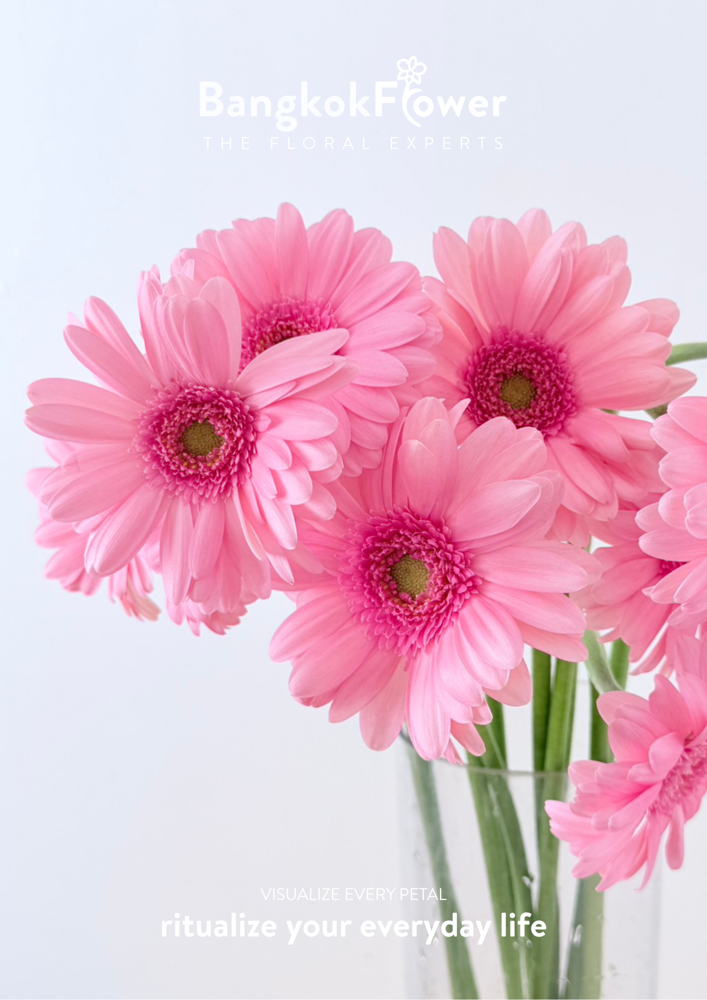 Gerbera Bellita