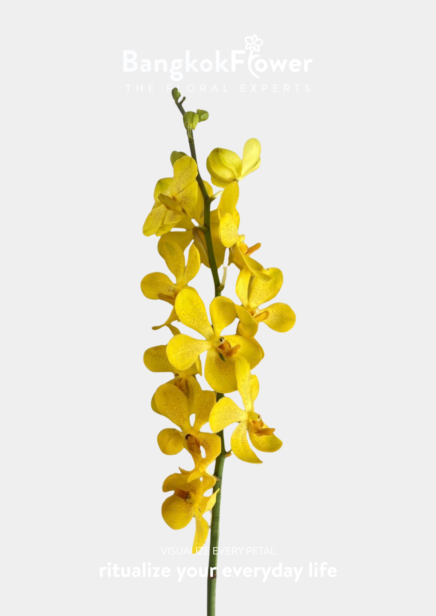 YELLOW 2