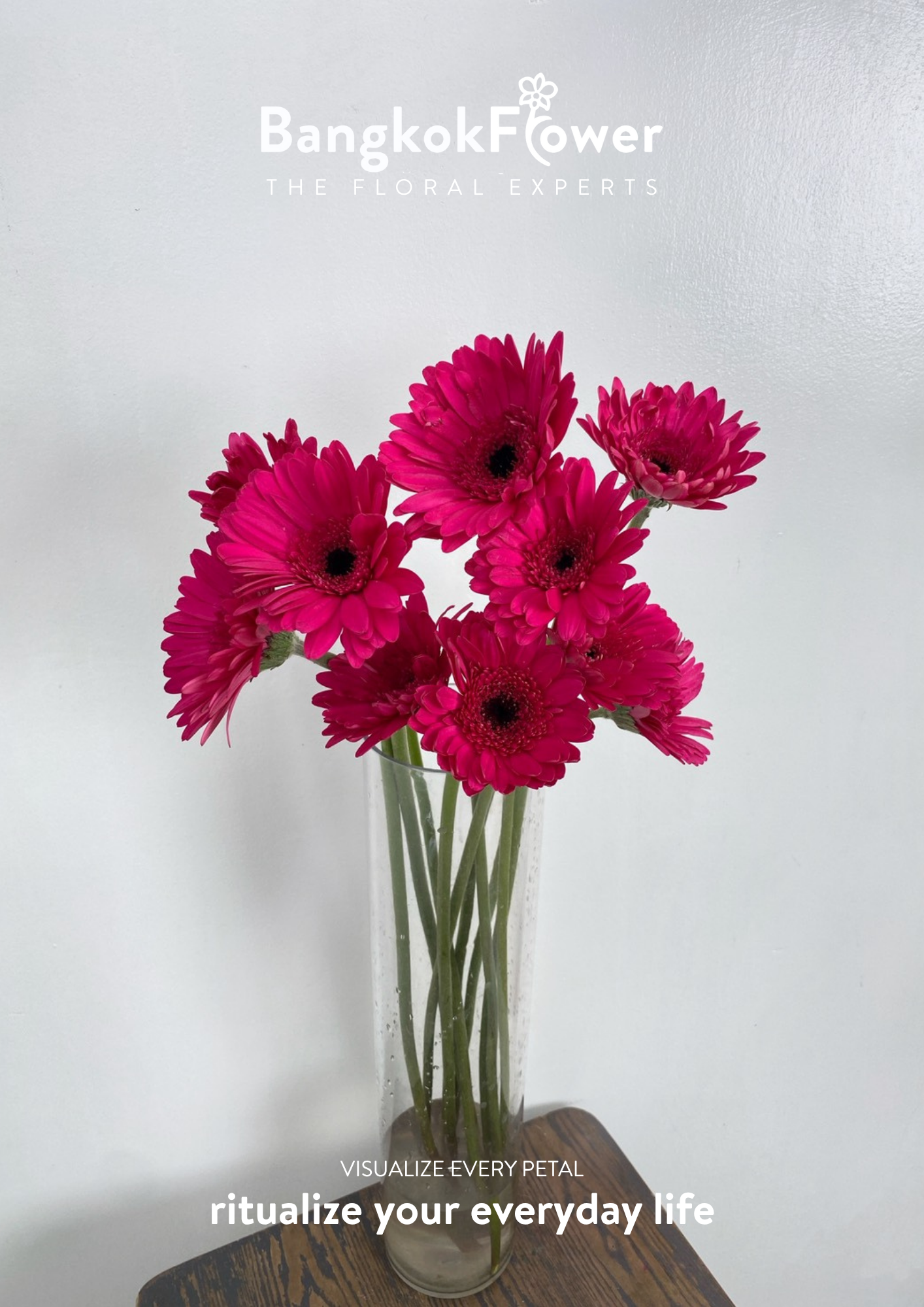 Hot Pink Gerbera