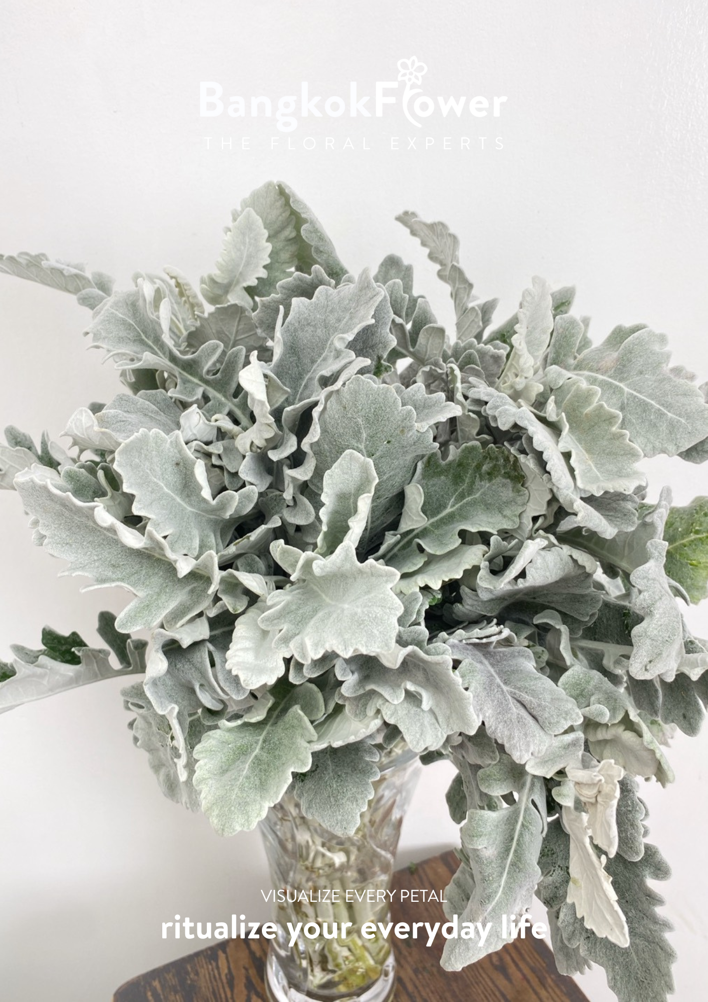 Dusty Miller