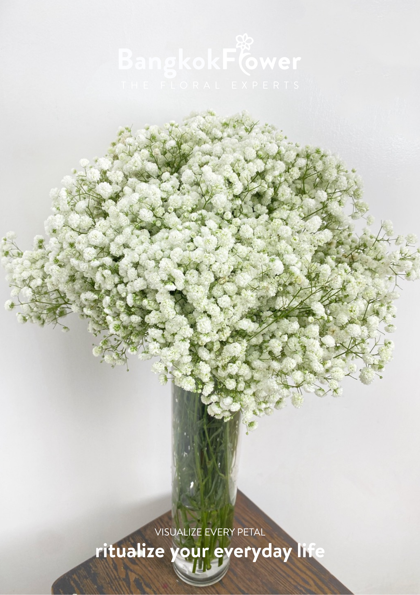 Gypsophila Million Star
