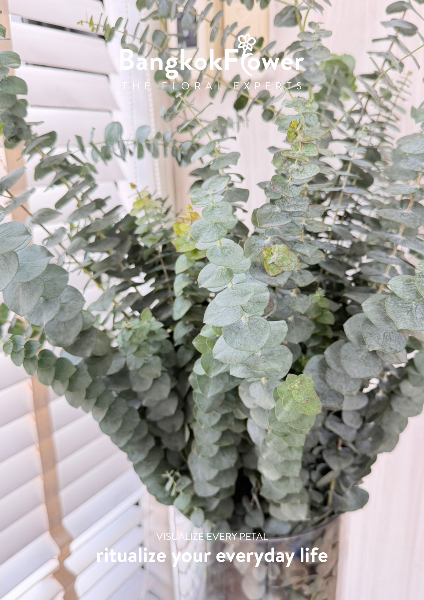 Eucalyptus