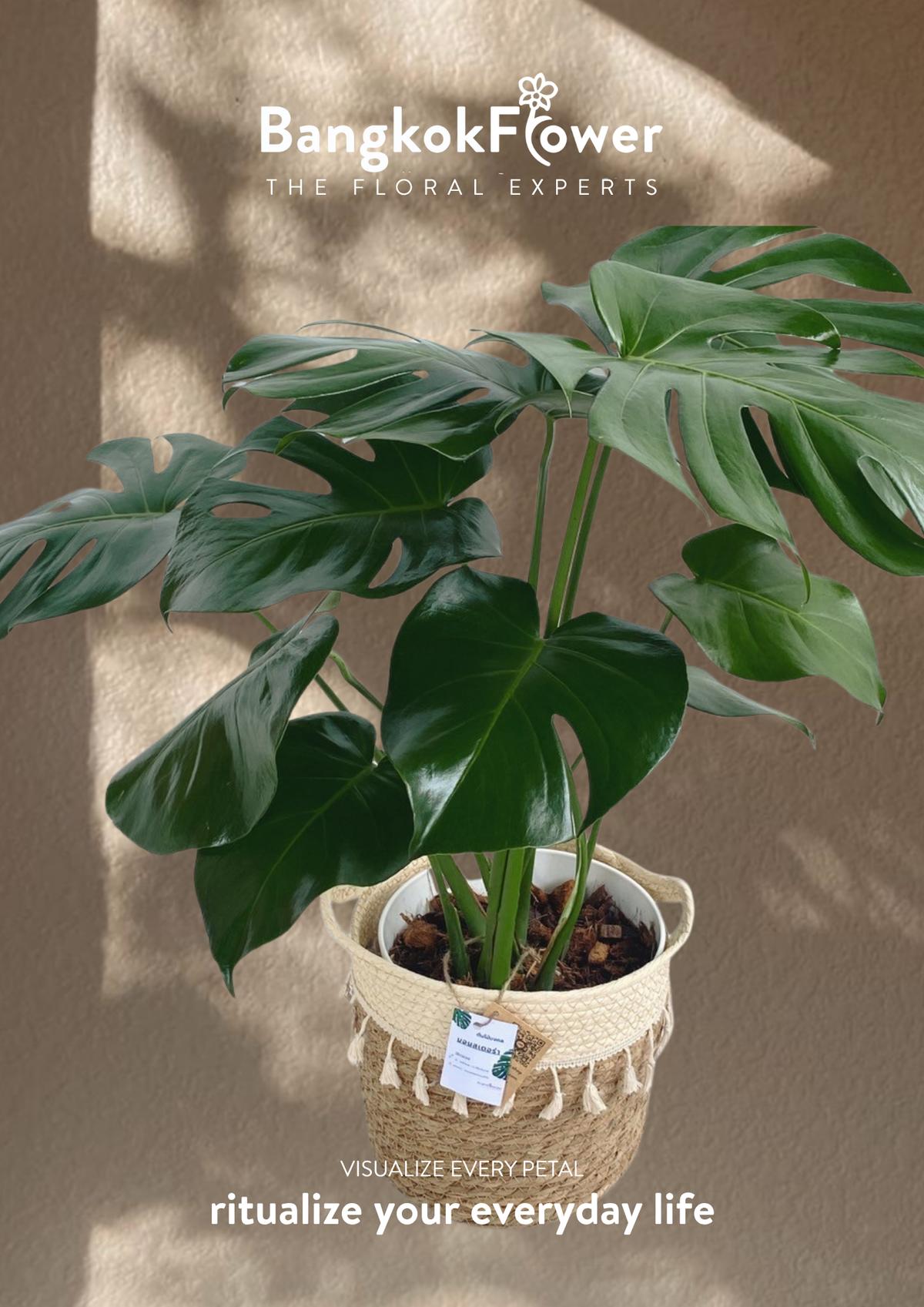 Monstera