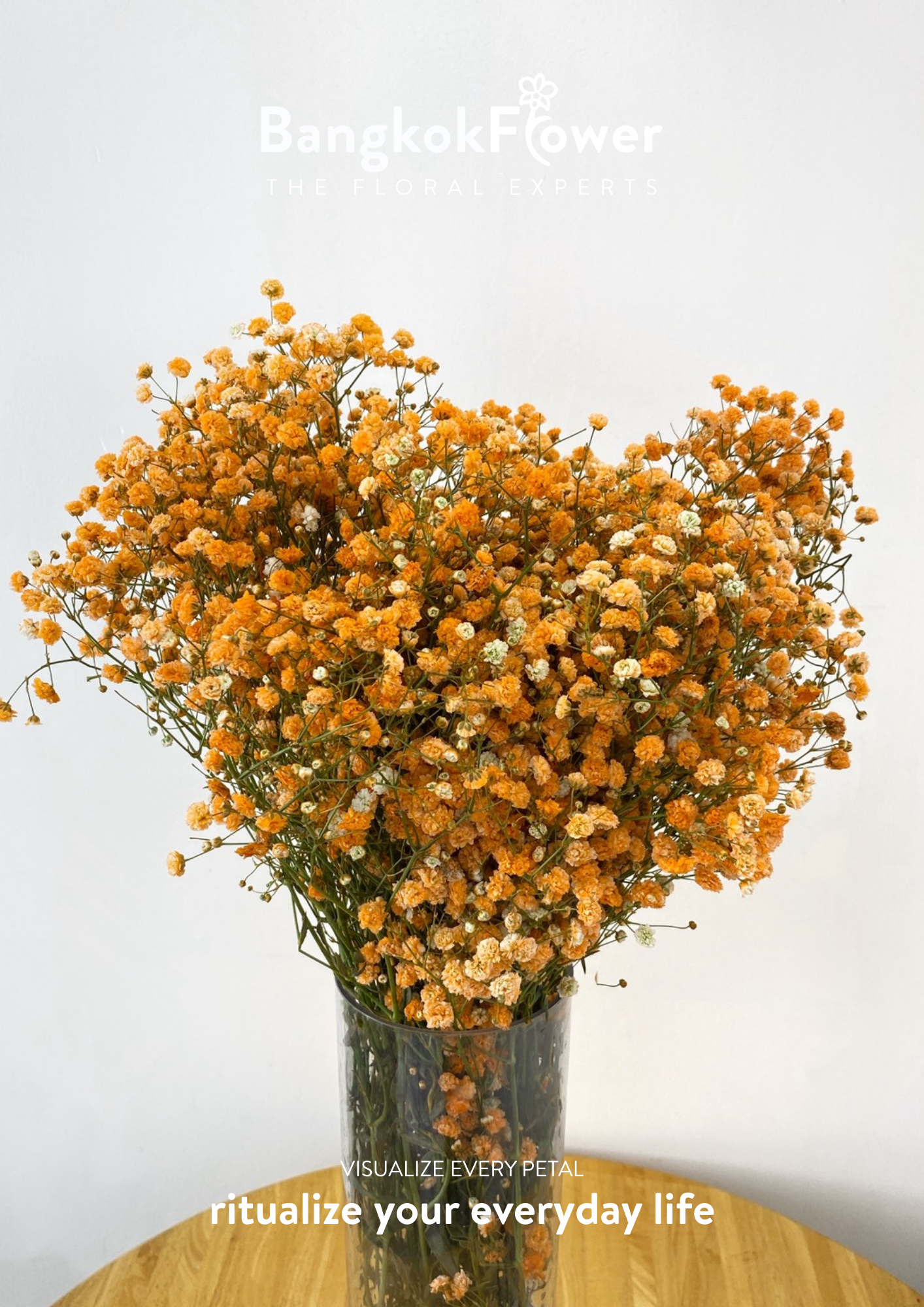 Gypsophila Orange