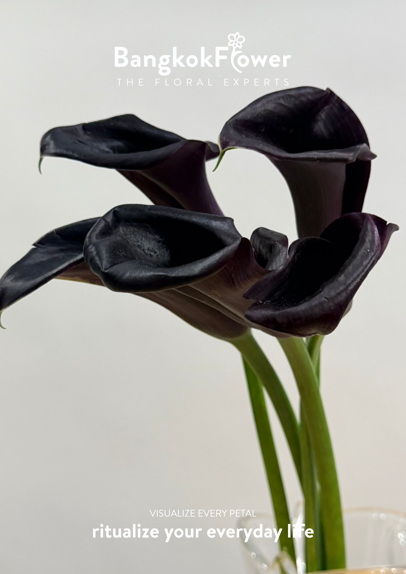 Calla Lily Black