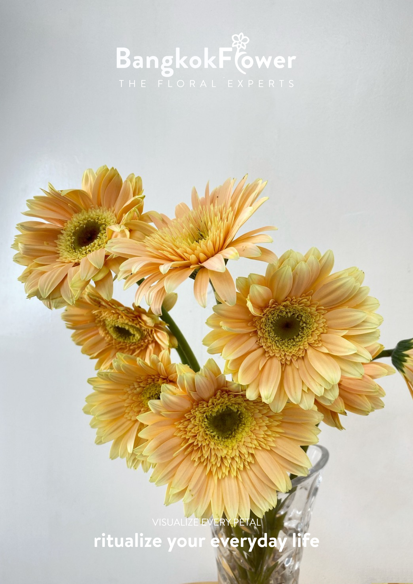 Peach Glow Gerbera