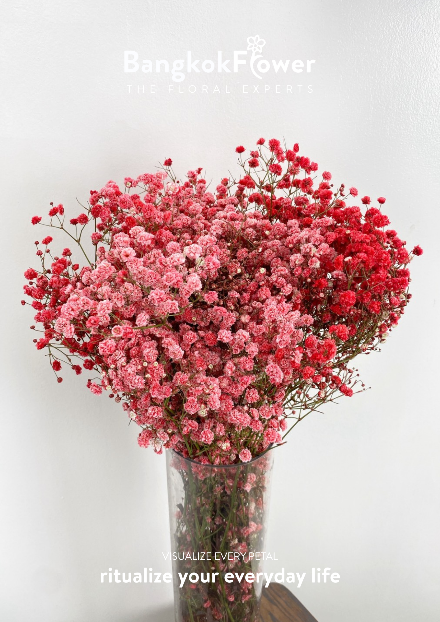 Gypsophila Red