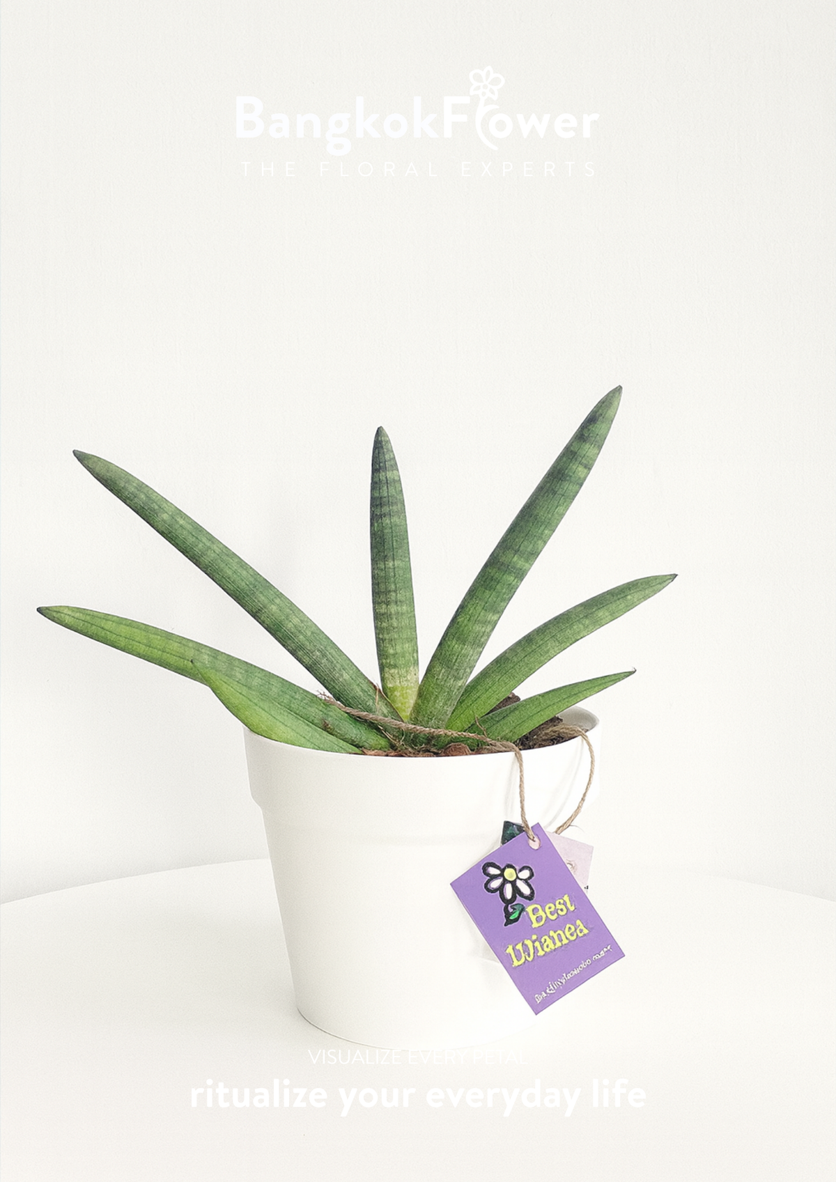 Sansevieria Cylindrica