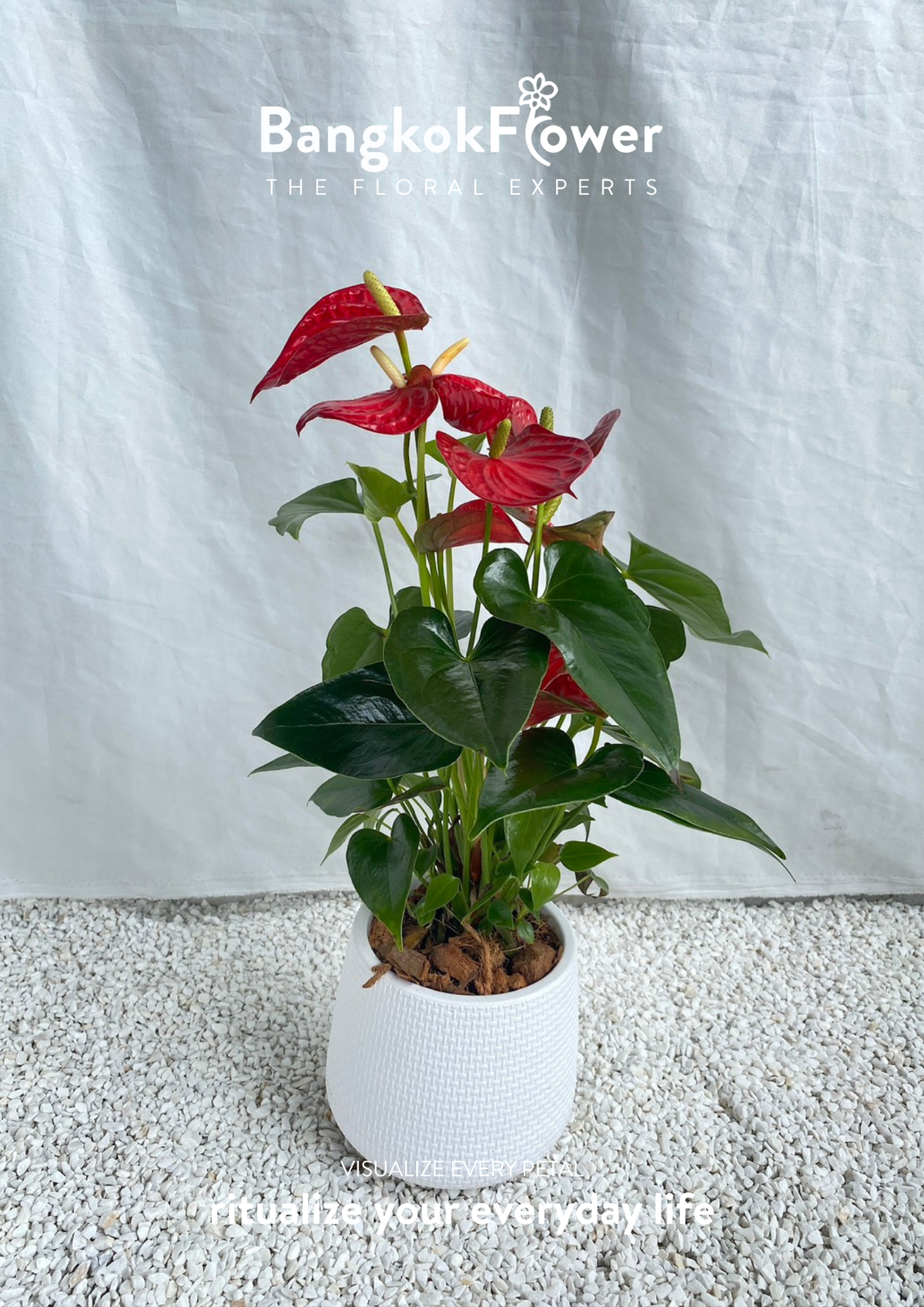 Anthurium