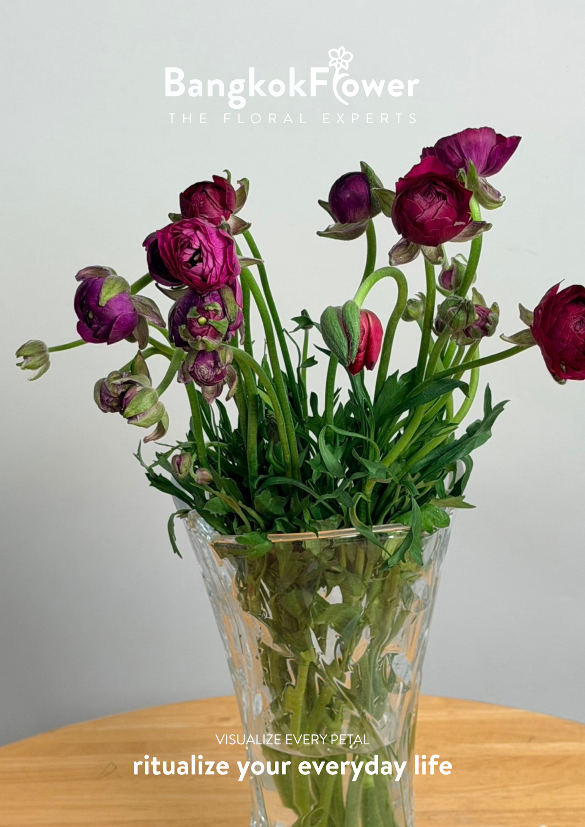 Ranunculus Purple