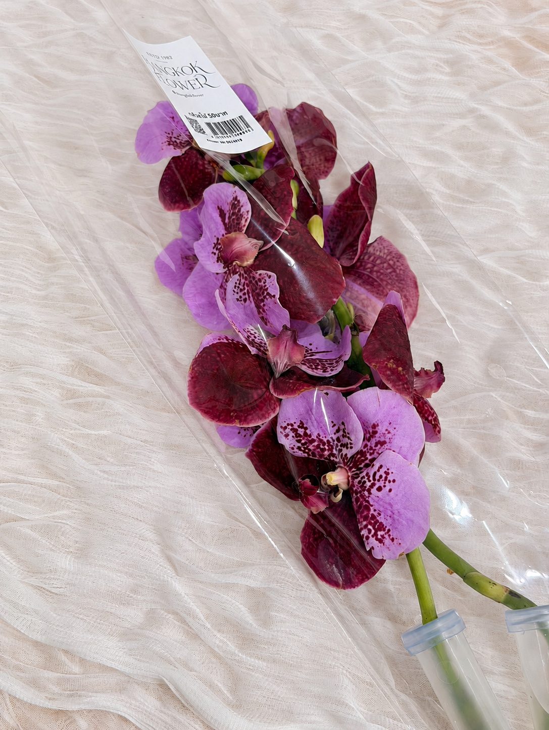 Vanda (1 stem) (Grower's Choice)