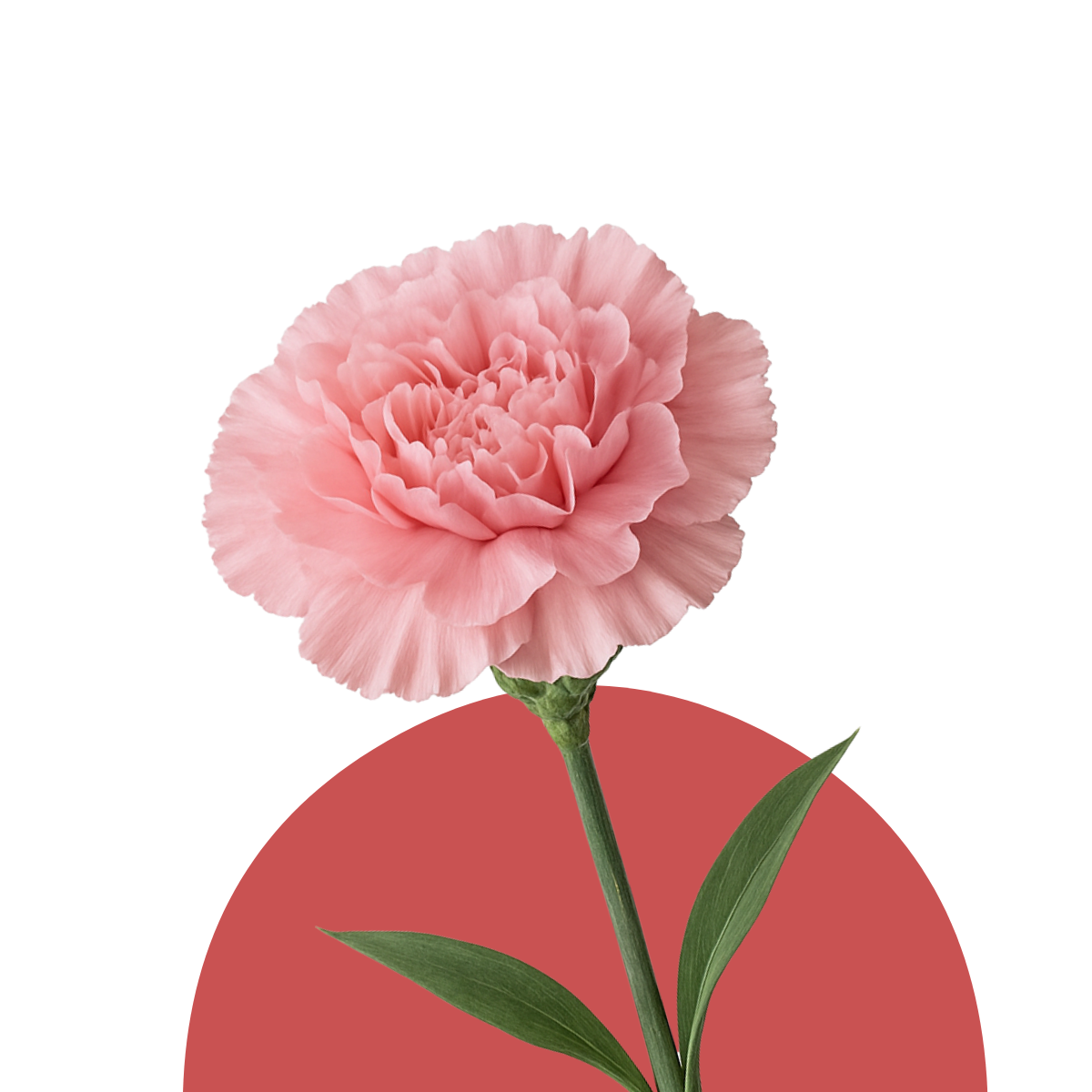 Carnation