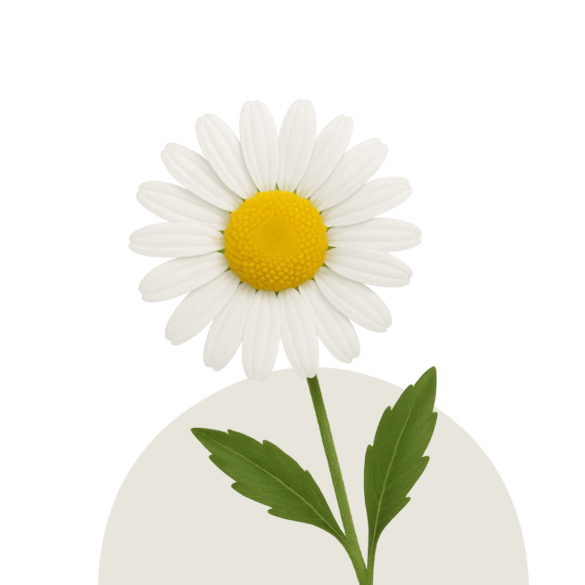 Foliage and Filler Flowers