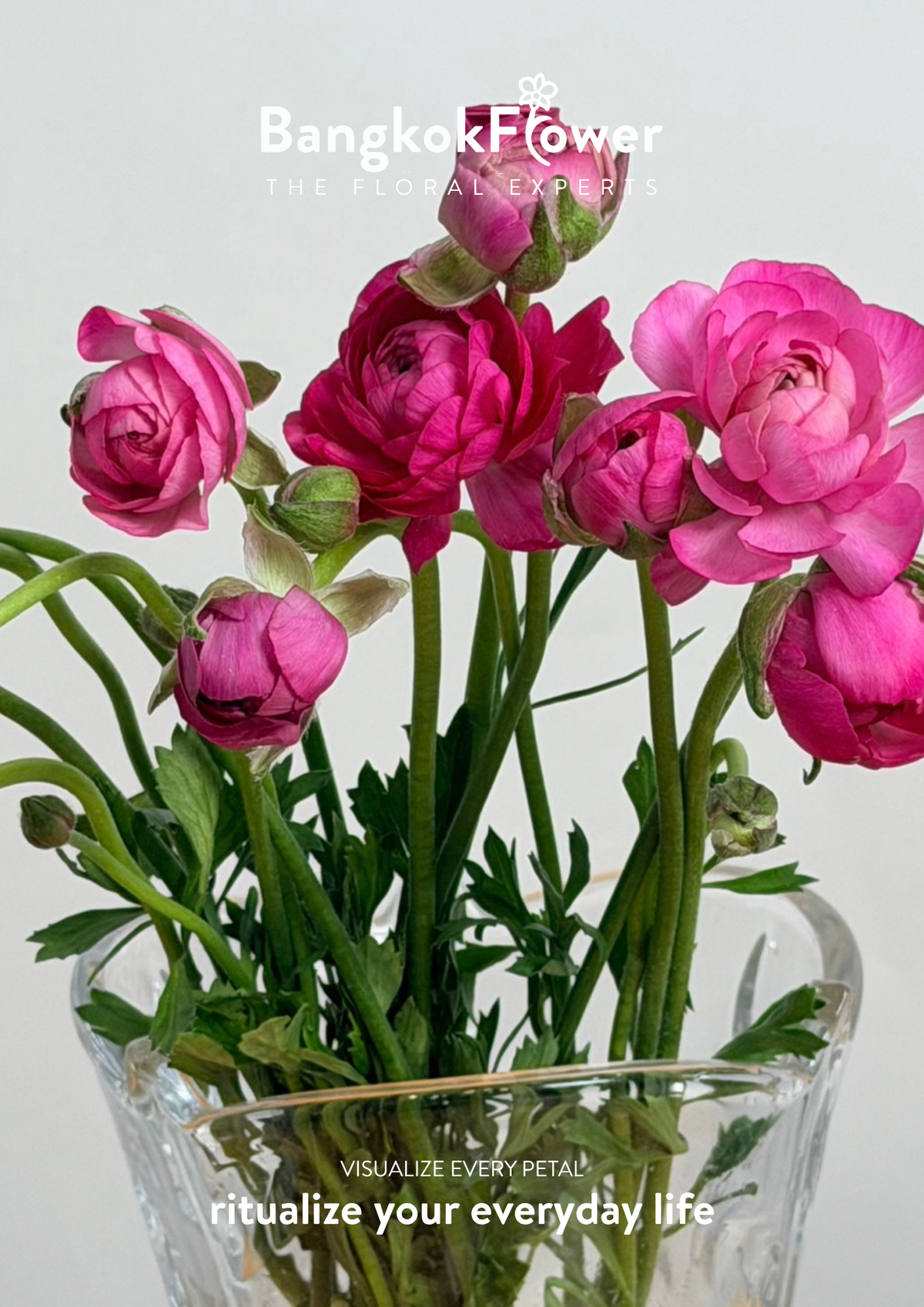 Ranunculus Hot Pink