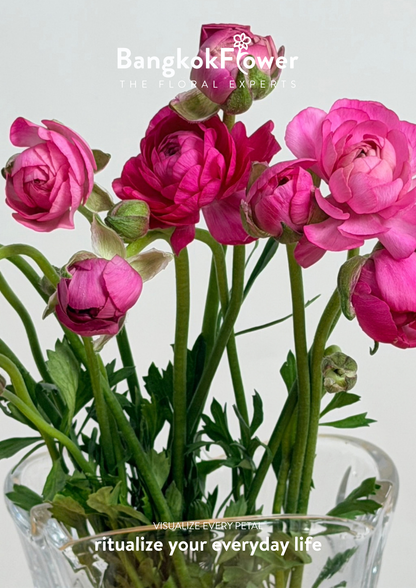 Ranunculus Hot Pink