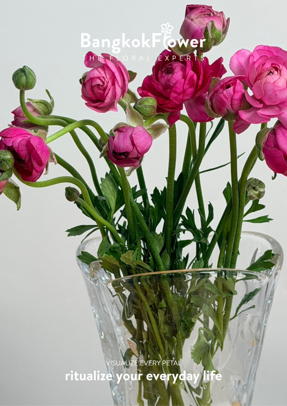 Ranunculus Hot Pink