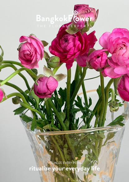 Ranunculus Hot Pink