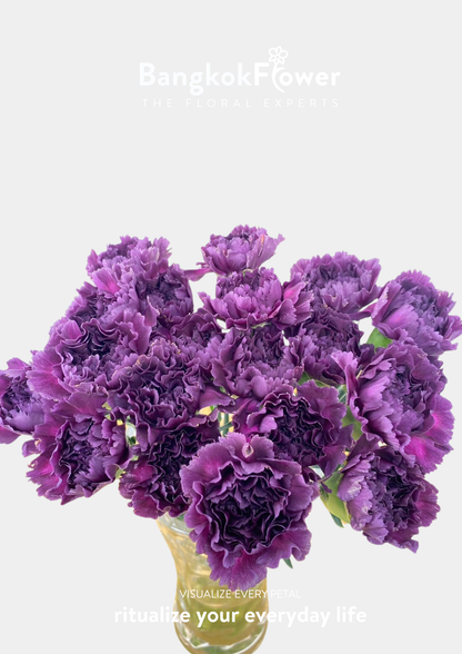 ดอกคาร์เนชั่น บี สีม่วง