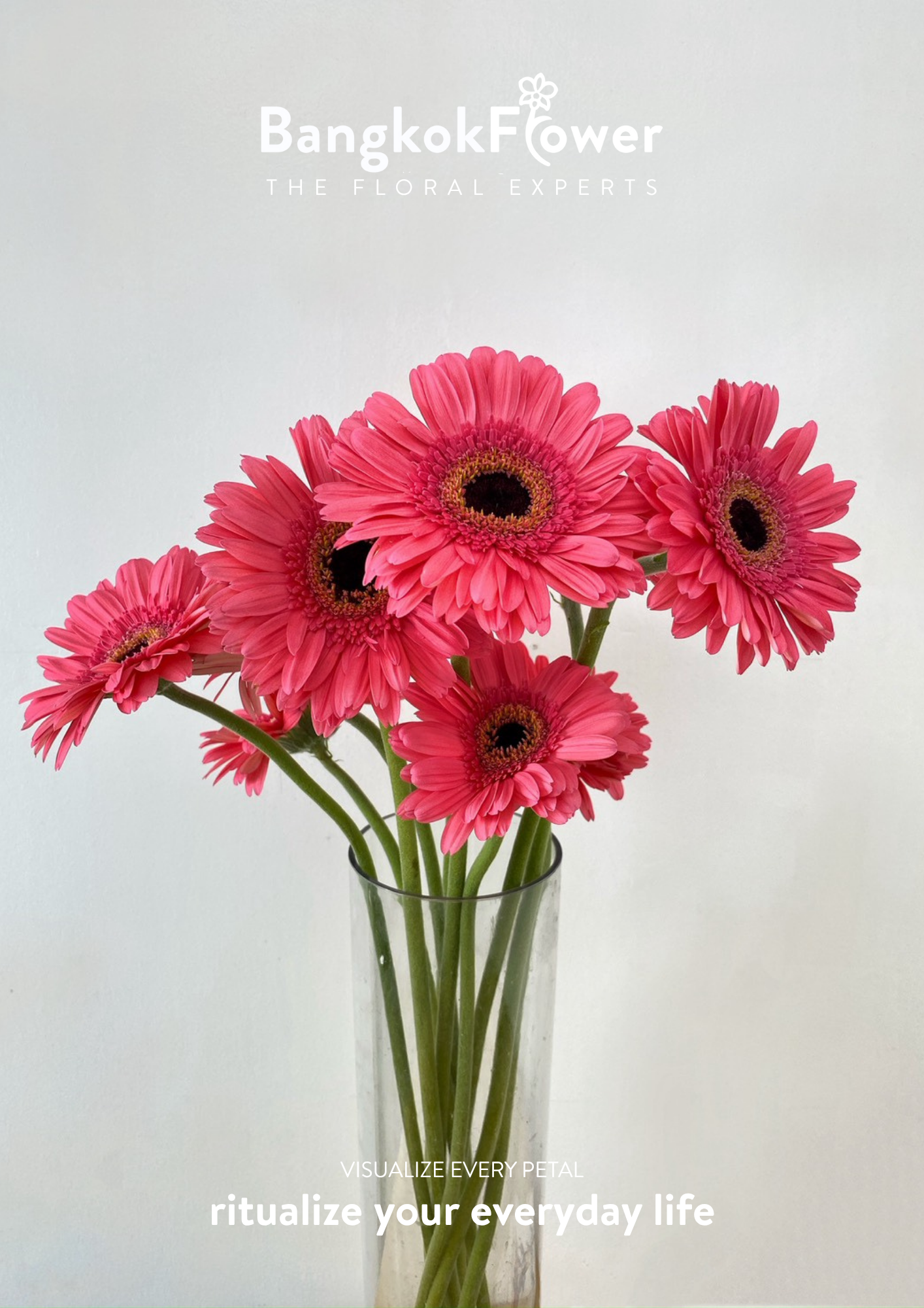 Fuchsia Pink Gerbera