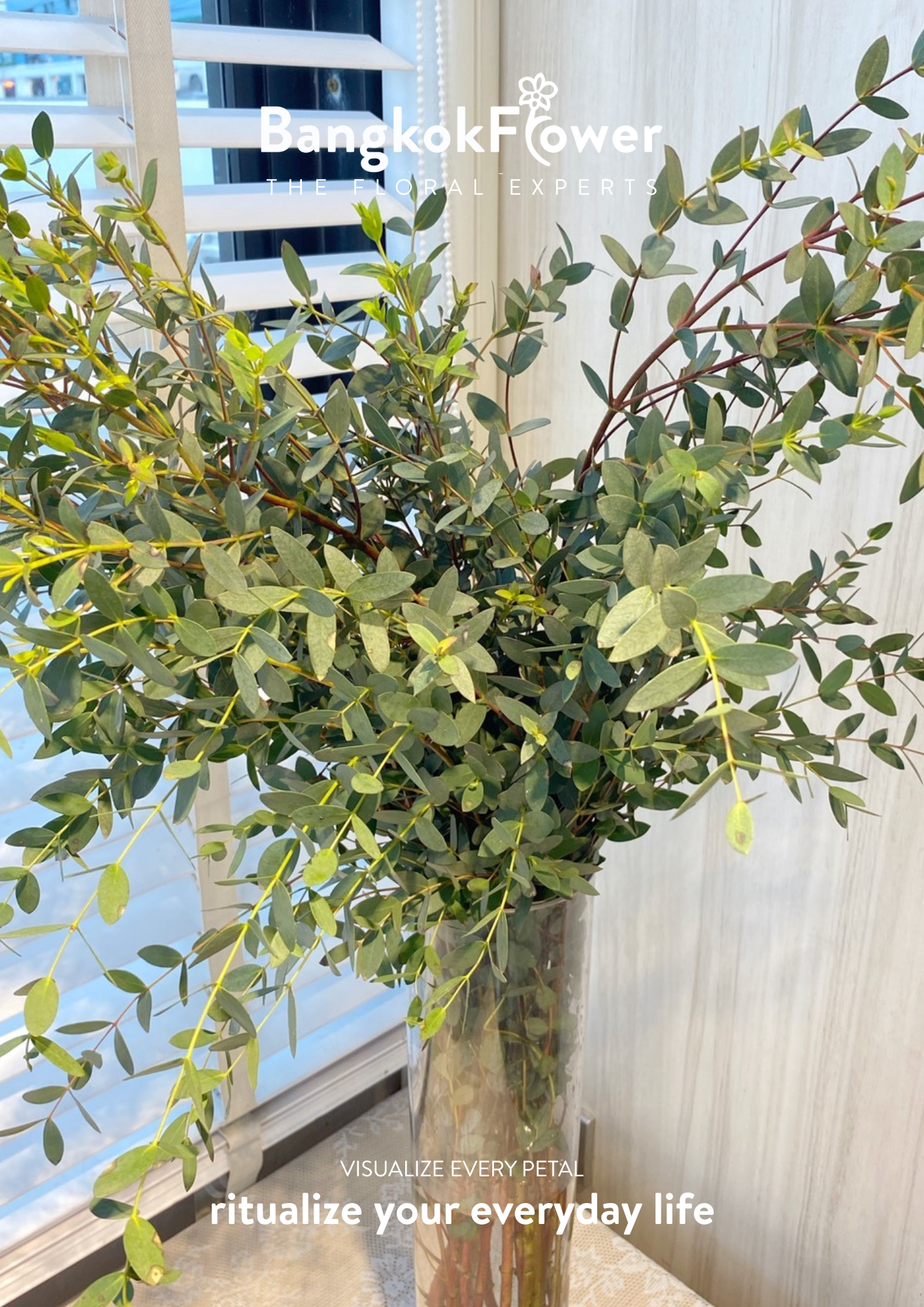 Eucalyptus Mini