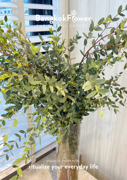 Eucalyptus Mini