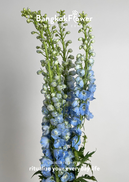 Delphinium Light Blue