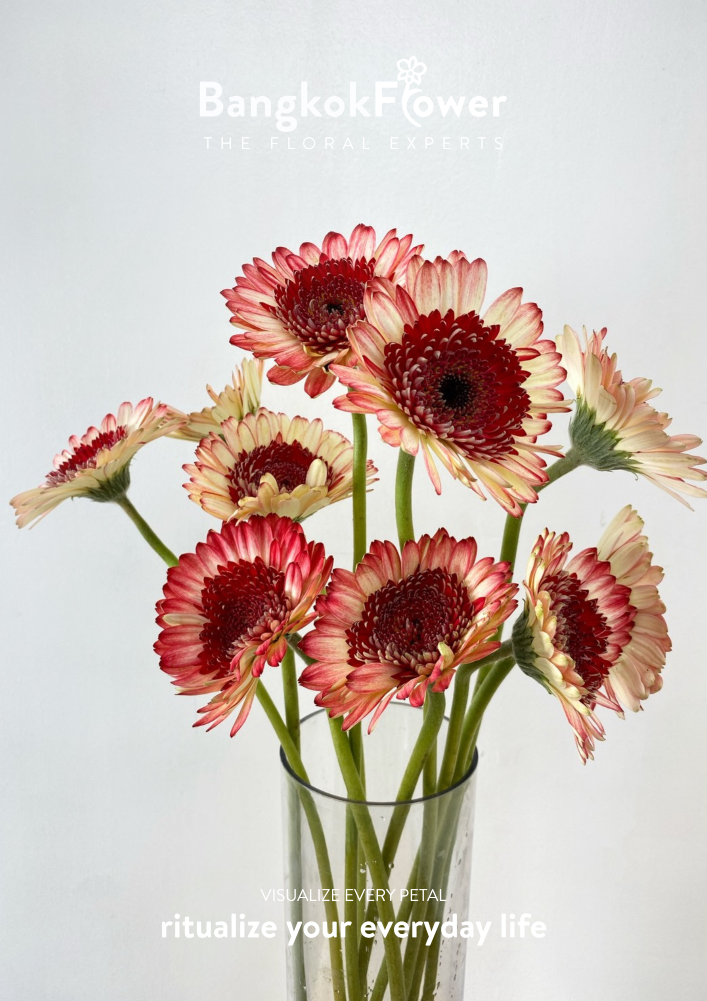 Ruby Edge Gerbera