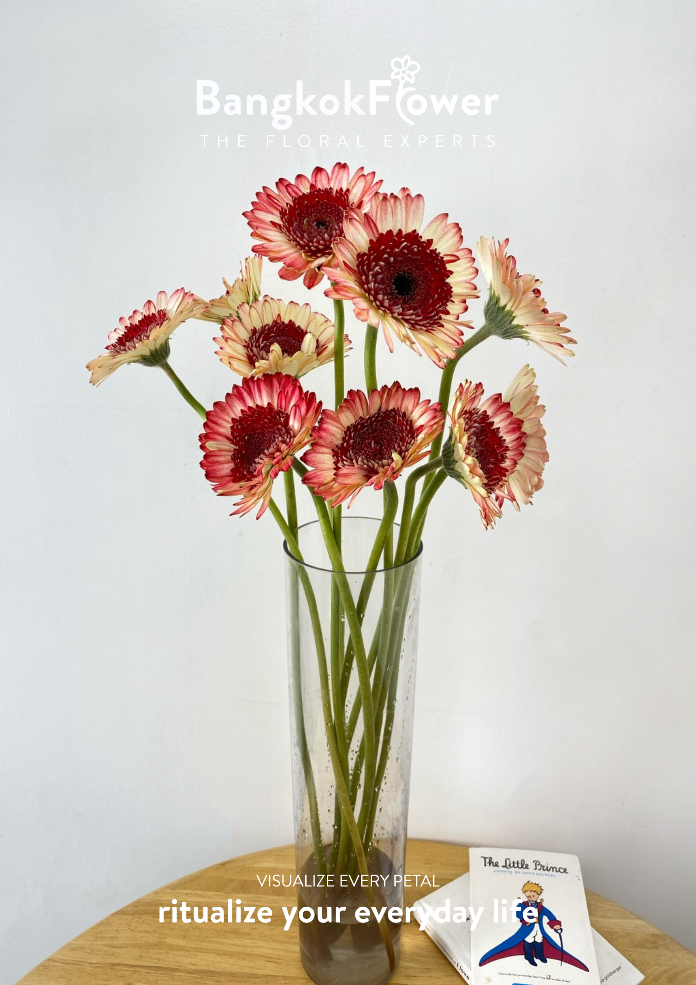 Ruby Edge Gerbera