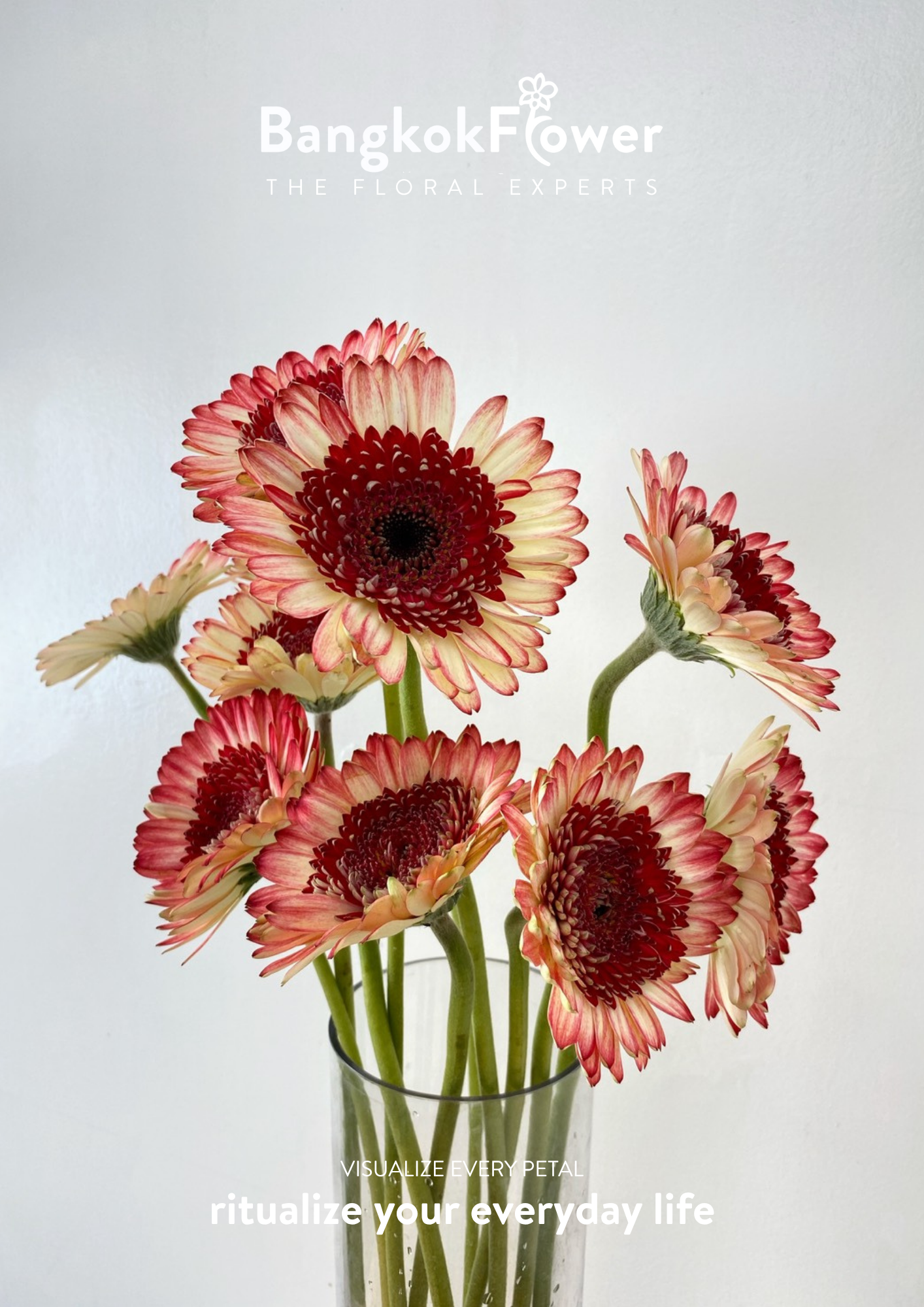 Ruby Edge Gerbera