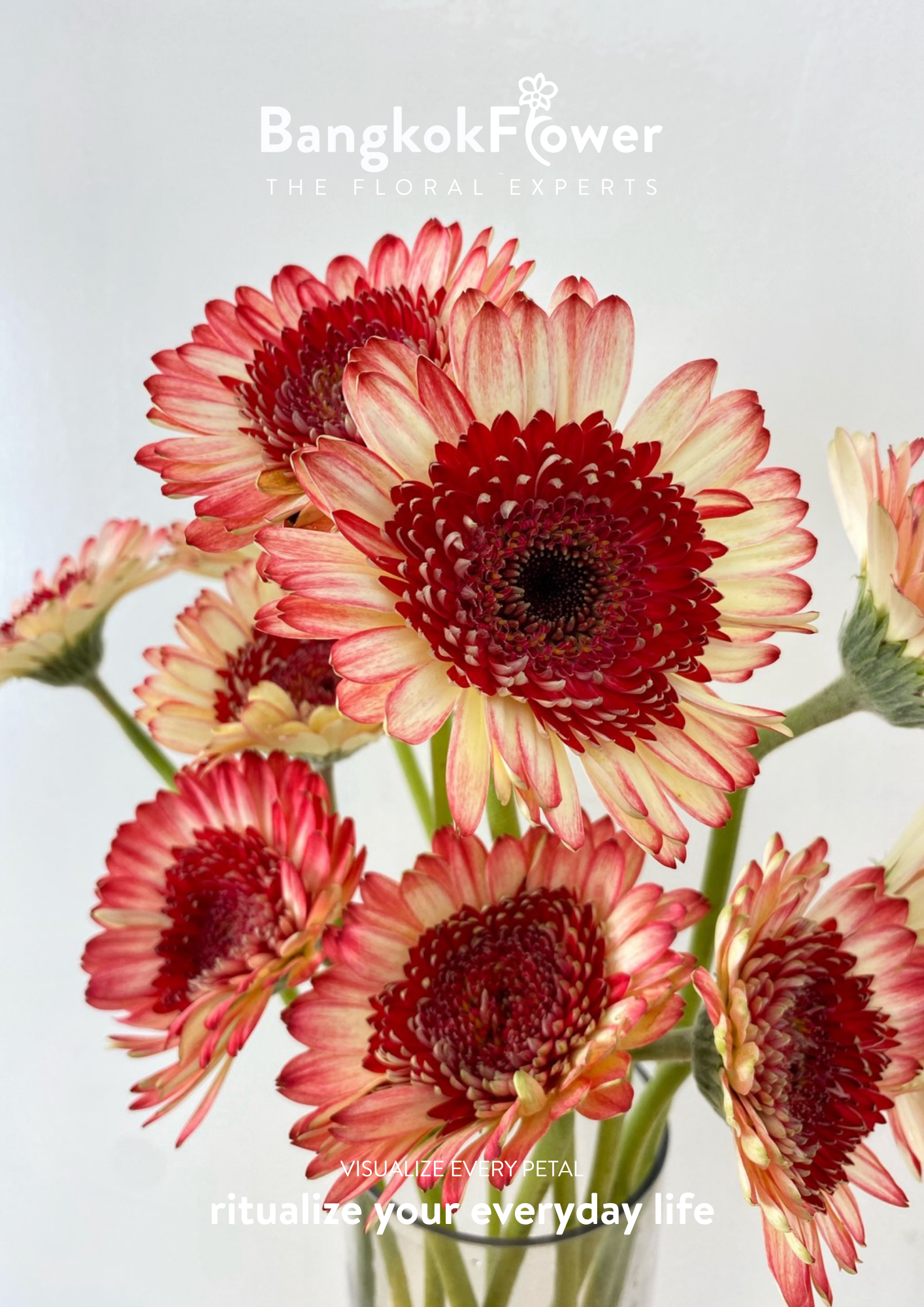 Ruby Edge Gerbera