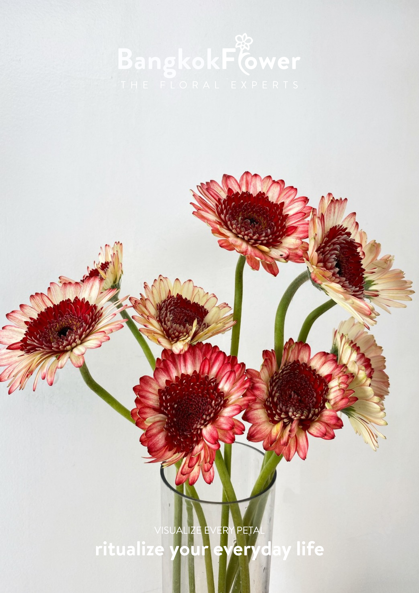 Ruby Edge Gerbera