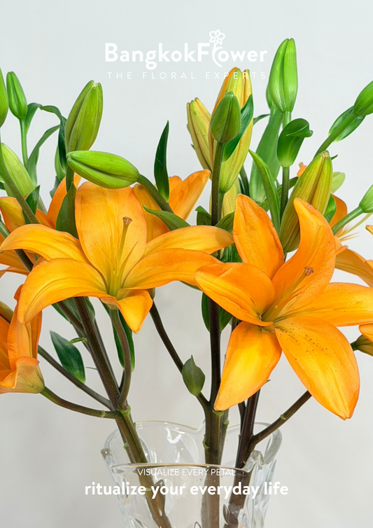 Lily Orange Ocean