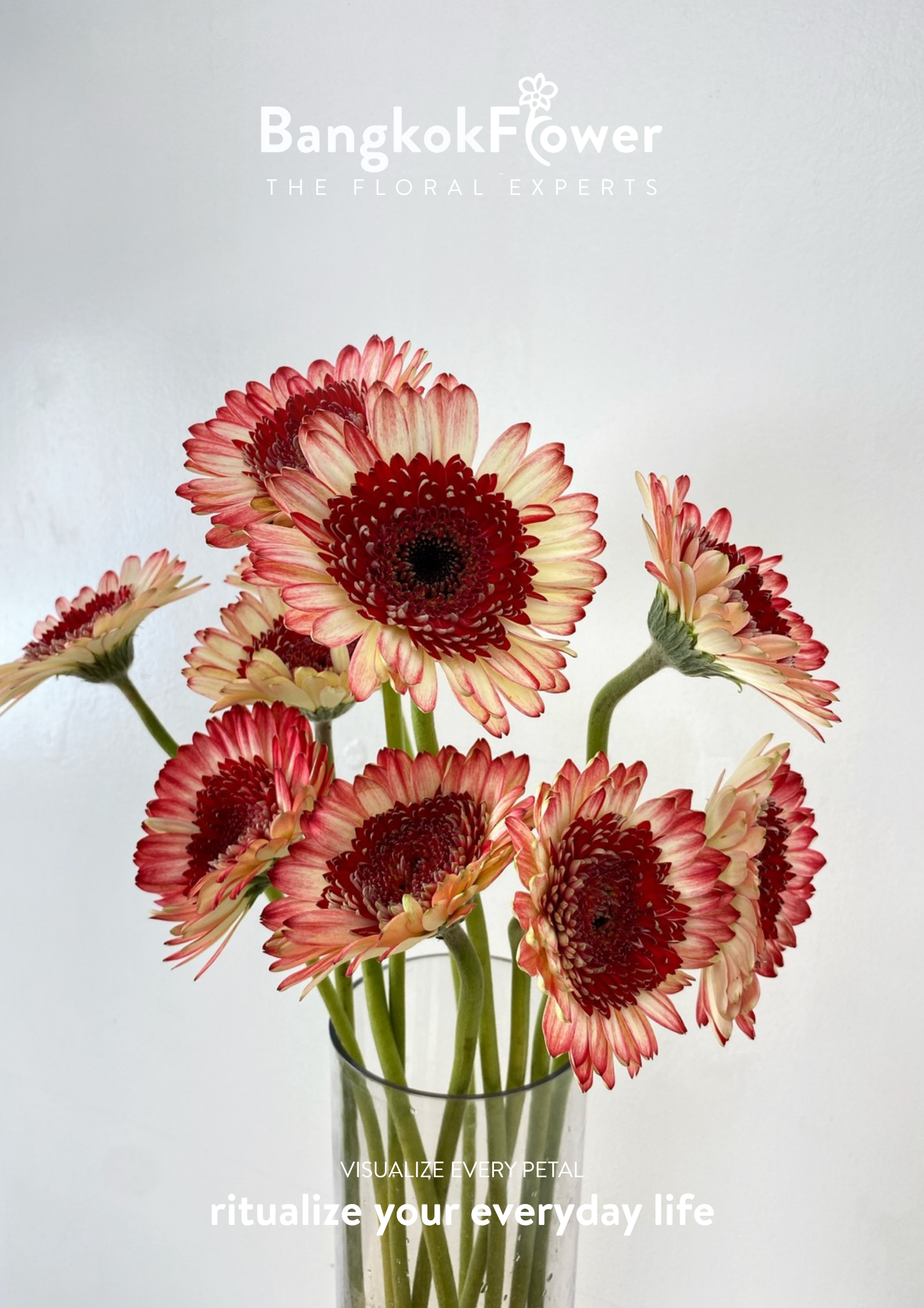 Ruby Edge Gerbera