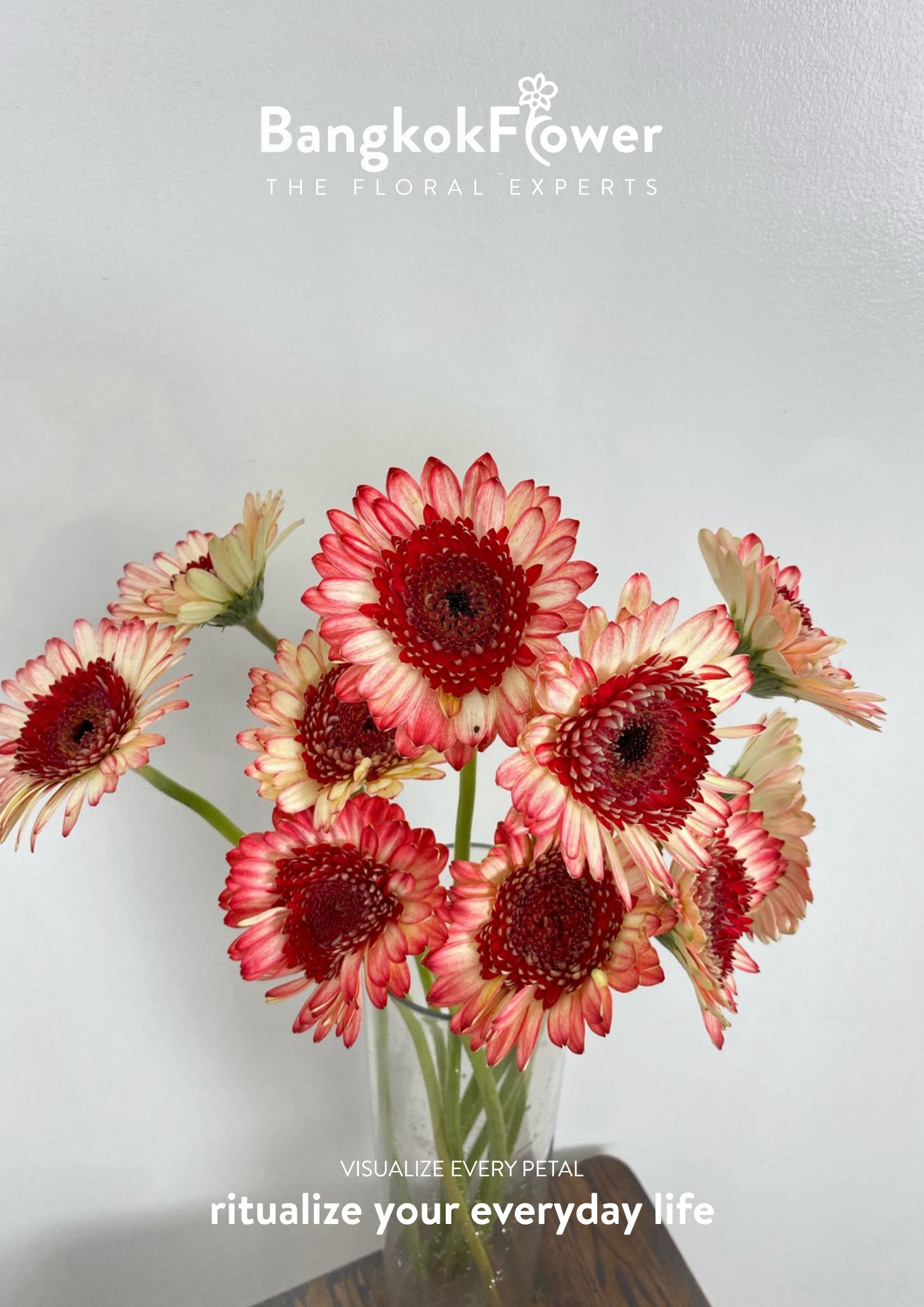 Ruby Edge Gerbera