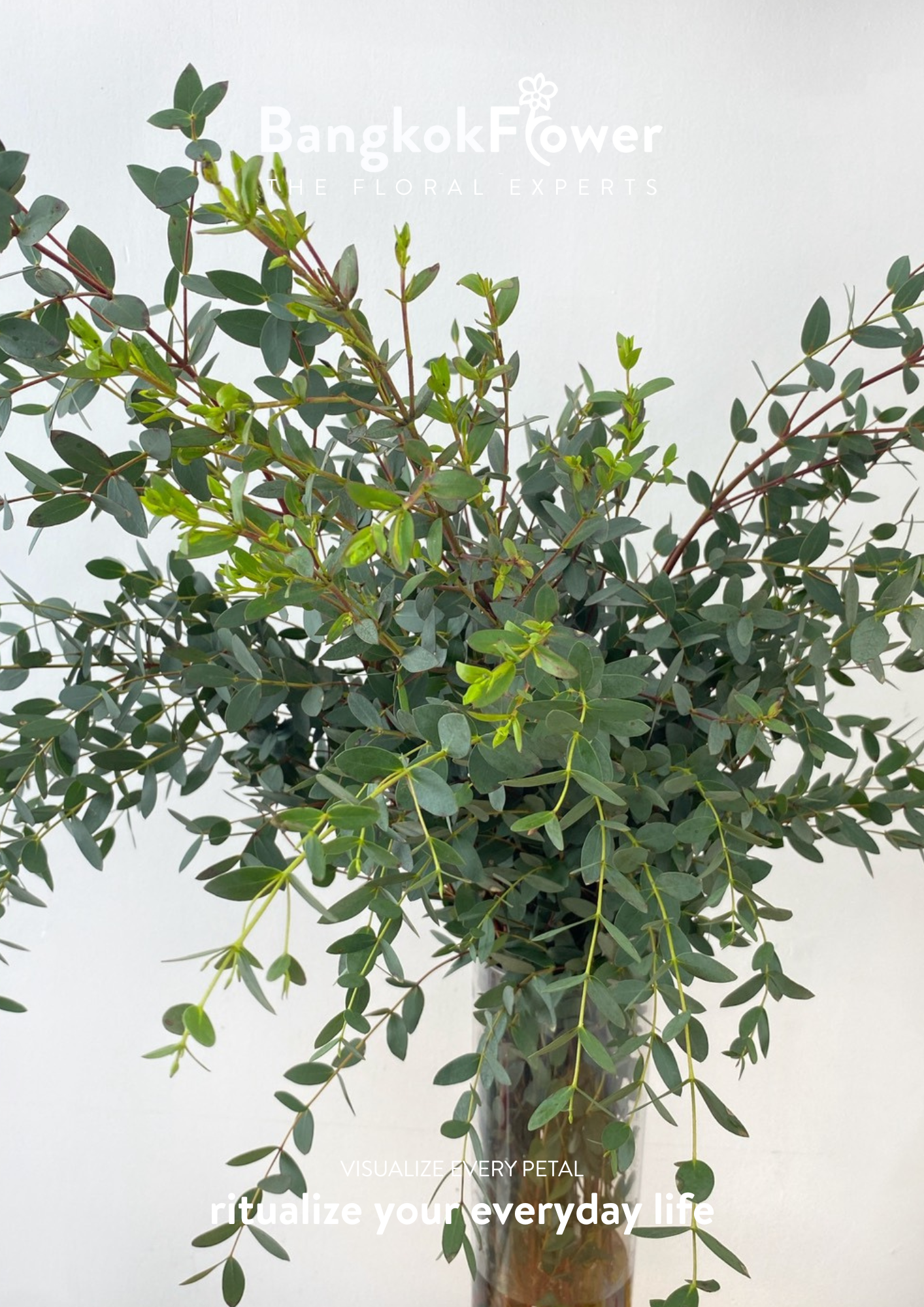 Eucalyptus Mini