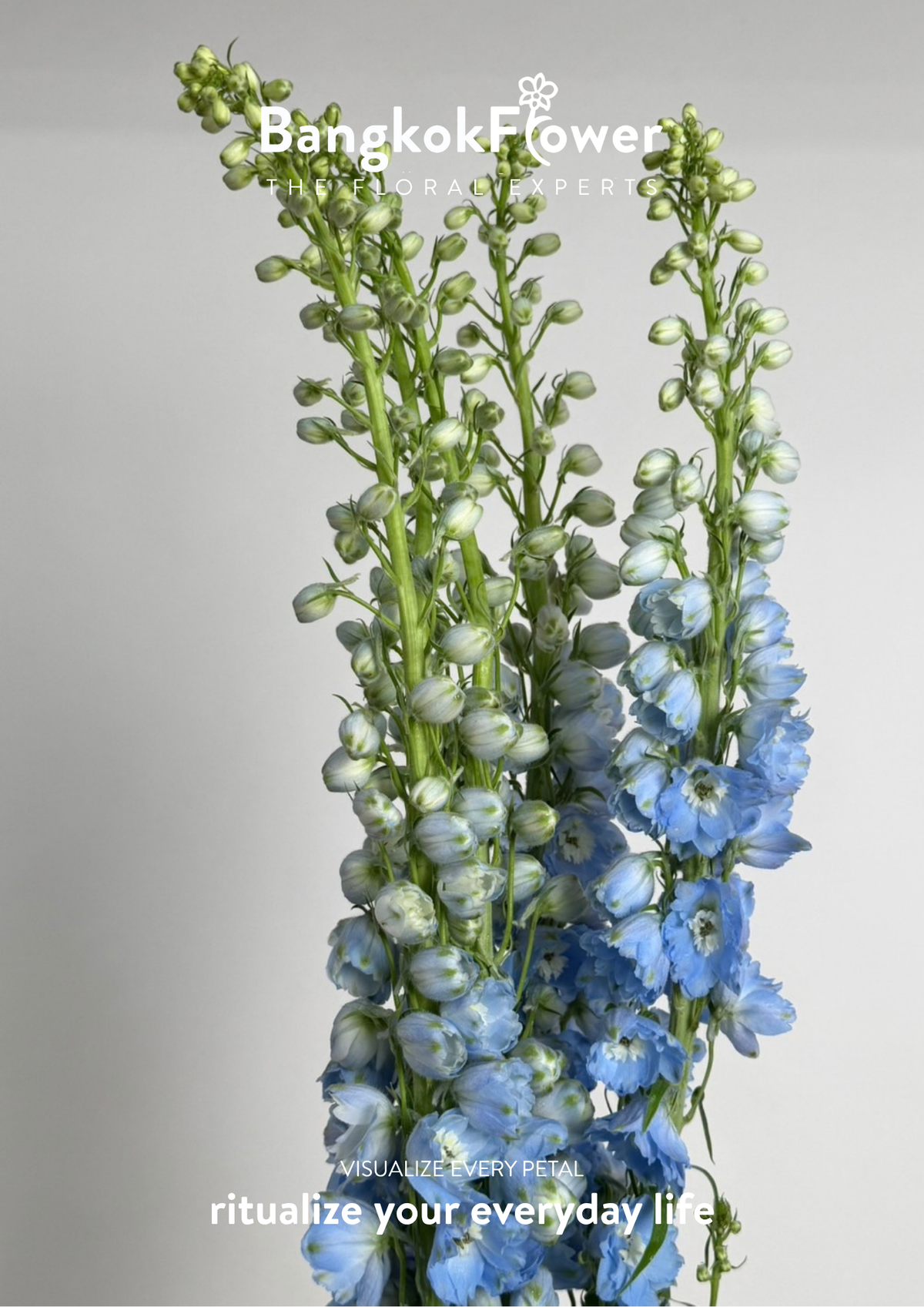 Delphinium Light Blue