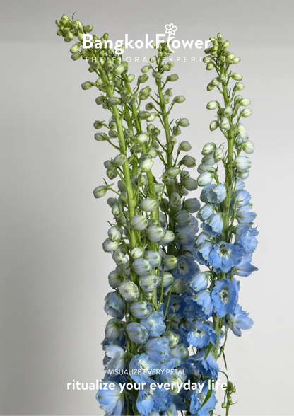 Delphinium Light Blue