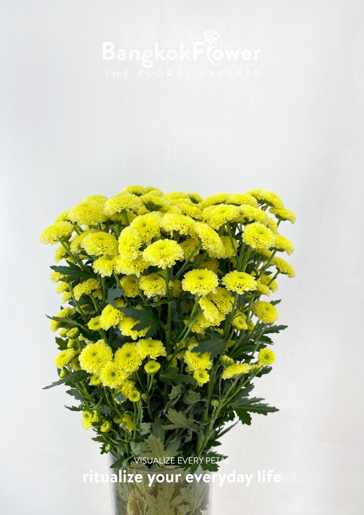 Calimero Cream