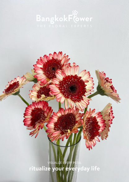 Ruby Edge Gerbera