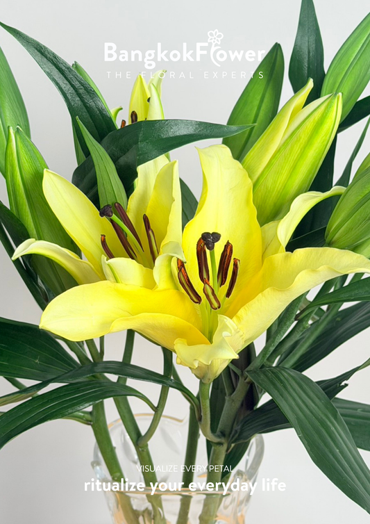 Lily Manissa