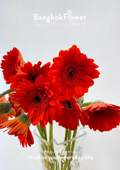 Scarlet Red Gerbera